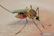 Nyamuk Ber-Wolbachia Dapat Kurangi Risiko Dengue Selama 30 Tahun