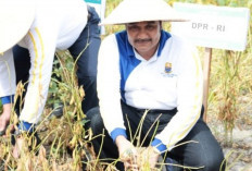 Angkat Daya Beli, SAH Minta Pemerintah Tingkatkan Produktivitas Petani