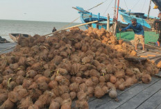 Harga Kelapa Melonjak Tinggi, Petani Tanjabtim Lega Setelah Lama Terpuruk