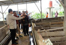 Pemkab Bungo Belajar Peternakan ke Kabupaten Kampar