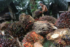 Harga TBS Kelapa Sawit Riau Turun Hingga 6,45 Persen