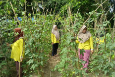 Kelompok Perempuan Petani Karet di Tebo Manfaatkan Pekarangan Rumah untuk Ketahanan Pangan