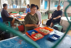 Diupah Sesuai Dengan Banyaknya Rajungan yang Dikupas