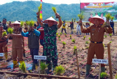 Kodim 0417/Kerinci Gelar Penanaman Padi Serentak di Dua Lokasi