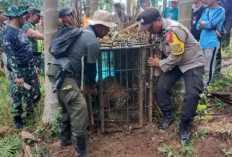 Kucing-Kucingan Harimau Sumatra itu Berakhir di Kandang Jebak