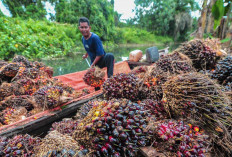 Kementan Genjot Intensifikasi Sawit Untuk Produksi Biodiesel B50