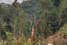 Masih Marak, Hutan TNKS Terancam oleh PETI dan Illegal Logging