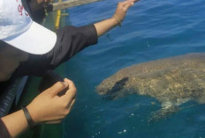 Dilarang Memegang dan Berenang Bersama Dugong