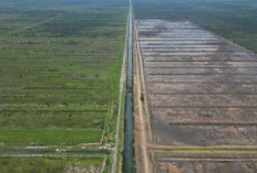 Cetak Sawah, Solusi Jangka Panjang untuk Ketahanan Pangan Indonesia