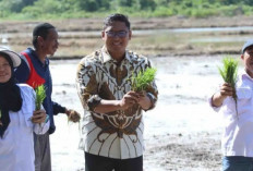 Benih Berkualitas Kunci Utama Panen Optimal