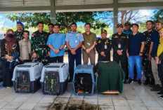 Termasuk Hewan Langka, Direhabilitasi ke Luar Natuna