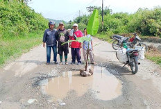 Warga Tanam Pohon Pisang di Jalan Rusak