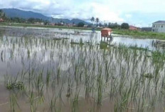1.470 Hektare Sawah di Sungai Penuh Tak Bisa Digarap Akibat Genangan Air
