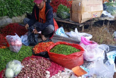 Harga Cabai Merah di Tanjabtim Turun, Penurunan Dipicu Intervensi Pasokan Pemerintah Daerah