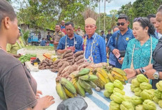 Pemprov Papua Gencar Kembangkan Komoditas Unggulan