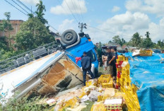 Sopir mengantuk, Mobil Bermuatan Manggis Terbalik di Bungo