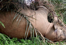 Misteri Kematian Gajah di Tebo, Ada Bekas Luka di Bagian Kepala