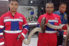 Dramatis, Damkartan Kota Jambi Tangkap Ular Piton 3 Meter yang Terjebak di Pipa Air