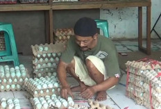 Harga Telur Ayam Merangkak Naik, Jadi Rp50 Ribu Per Papan 