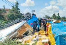 Mobil Bermuatan Manggis Terbalik di Jalan Lintas Bungo – Jambi