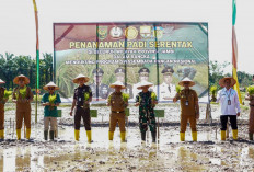 Wakil Bupati Tebo Nazar Efendi Hadiri Penanaman Padi Serentak Se-Provinsi Jambi Di Desa  Pagar Puding