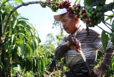 Akibat Musim Kemarau, Produksi Kopi Kerinci Turun