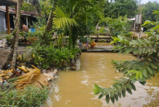 Banjir Rob, Warga Tanjabtim Diimbau Waspada Serangan Buaya