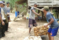 Harga Karet di Bungo Alami Kenaikan, Petani Raih Manfaat Positif