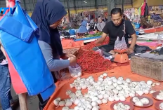 Harga Cabai Kerinci Merosot Drastis, Petani Mengeluh