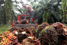 Harga CPO Jambi Naik Rp257 per Kilogram