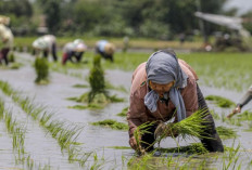 Petani Jawa Kuno Gunakan Rasi Bintang untuk Tentukan Musim Tanam Padi