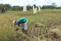 Petani Muaro Jambi Panen Padi Sekali Setahun Karena Risiko Banjir