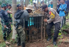 Kucing-Kucingan Harimau Sumatra itu Berakhir di Kandang Jebak