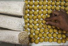 Tempe Lebih dari Sekedar Makanan Tradisional, Ini Dia Rahasia Kesehatan Jantung