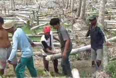 Buntut Harga Anjlok, Petani Tebang Ratusan Batang Pinang 