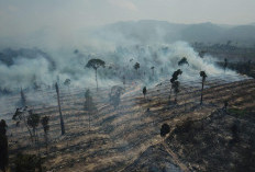 950 Hektar Lahan Terbakar di Tebo, Naik Dari Tahun Sebelumnya