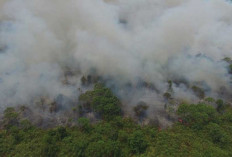 Berdasarkan Catatan KKI Warsi Hingga Awal Agustus, Sudah 565 Ha Hutan Terbakar 