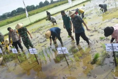 Pemkab Kubu Raya Kalbar Targetkan Produksi Padi 69.462 Ton