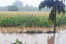 Sungai Batanghari Meluap, Belasan Hektar Tanaman Jagung Warga Terendam