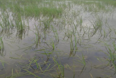 Terendam Banjir, 559.5 Hektar Sawah di Tanjabtim Alami Fuso