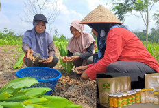 Menyoroti Kisah Sukses Desa Ibru, Berinovasi Tanaman Kunyit Berkat Program BRIlian