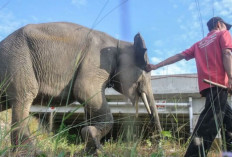 Pertimbangkan Aspek Konservasi, Bangun Lima Titik Perlintasan Gajah 