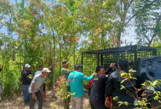 Masih Teror Warga, BKSDA Pasang Perangkap Harimau di Kerinci