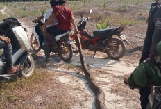 Warga Sungai Gelam Tewas Dililit Ular Saat Menyadap Karet di Kebun