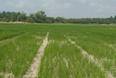 Atasi Kekeringan, Pemkab Batanghari Terima Bantuan Ratusan Pompa Air 