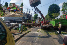 Pohon Tumbang Timpa Dua Mobil di SPBU Soekarno Hatta, Tidak Ada Korban Jiwa