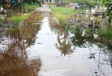 Warga Diimbau Waspada Ancaman Buaya dan Banjir Pasang Surut