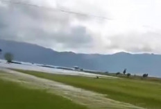Ribuan Hektar Sawah Gagal Panen Akibat Banjir, Harga Beras Melonjak Drastis