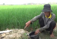 Petani Padi Rasakan Dampak Kemarau, Lahan Kering dan Berharap Bantuan Pengaliran Air dari Pemerintah 