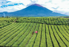 Wangi Emas Hijau Dari Kaki Gunung Kerinci